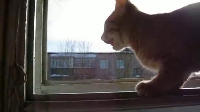 Не только птички чирикают! смотреть онлайн