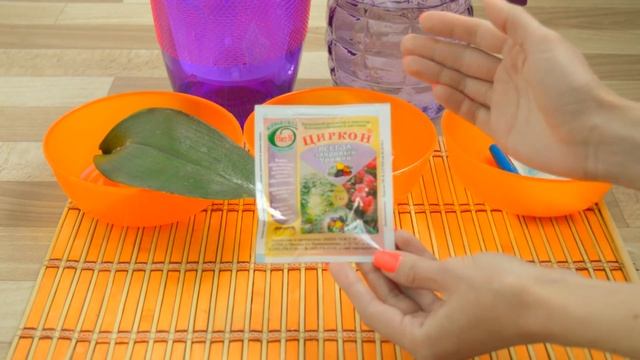 РЕАНИМАЦИЯ ОРХИДЕИ БЕЗ КОРНЕЙ В ВОДЕ #3 смотреть онлайн