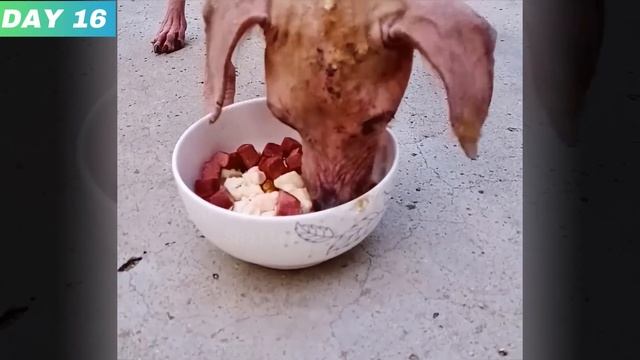 A scrawny stray dog, Found by rescuers, Amazing Transformation смотреть онлайн