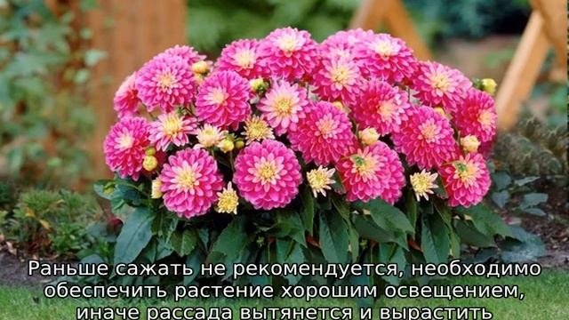 Карликовые георгины — описание, посадка и уход смотреть онлайн