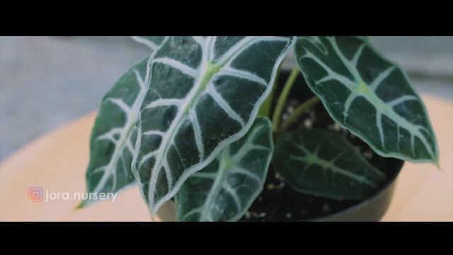 ALOCASIA PARASOL смотреть онлайн