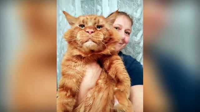 Мейн кун. Кот Джокер. Мои любимки. смотреть онлайн