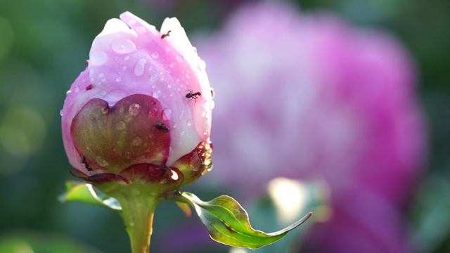 Sony A7R | a7s Video Test, macro + Sony HDR-AS100V смотреть онлайн