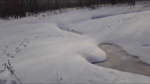 Снятие капканов на выдру попалась выдра! 2022-2023