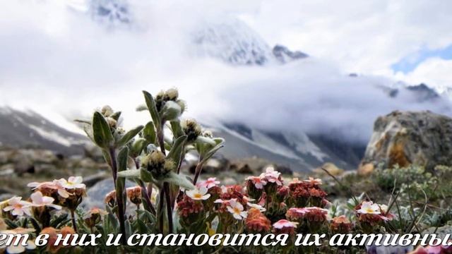 ЭДЕЛЬВЕЙС. Цветочный гороскоп. смотреть онлайн