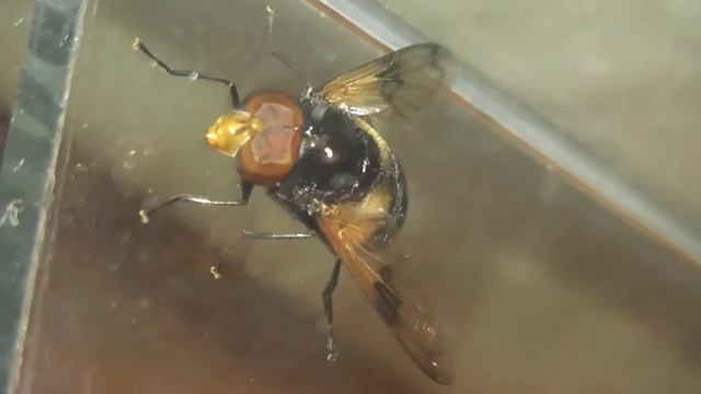 ИНСЕКТАРИЙ: 25. Журчалка Прозрачная (Volucella pellucens) смотреть онлайн