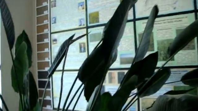 СТРЕЛИЦИЯ КОРОЛЕВСКАЯ (Strelitzia Reginae)