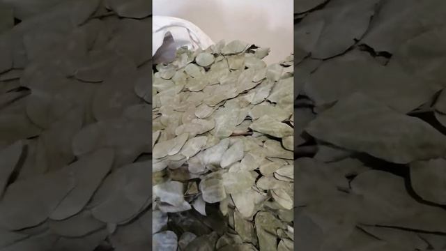 Обзор серебристого эвкалипта смотреть онлайн