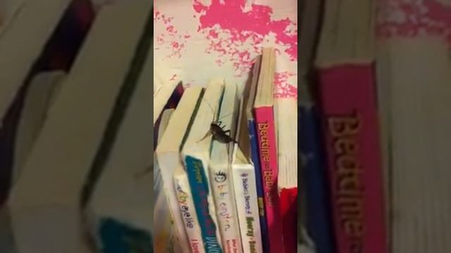 How to kill a jumpy spider смотреть онлайн