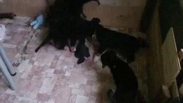 Когда тебе хочется именно эту тряпочку! Энтлебухеры завелись не на шутку смотреть онлайн