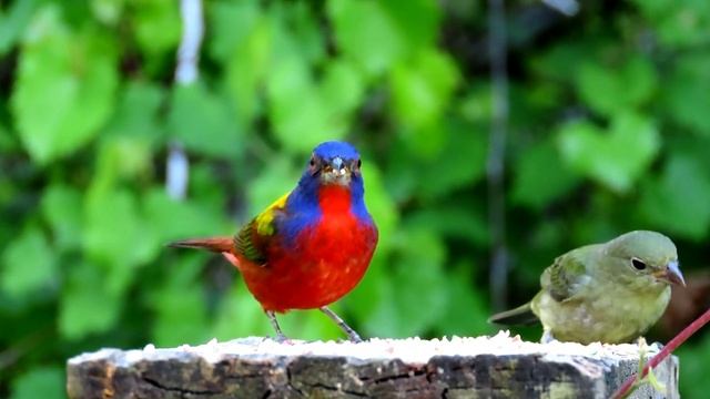 Amazing Painted Buntings - Canon SX70 HS смотреть онлайн