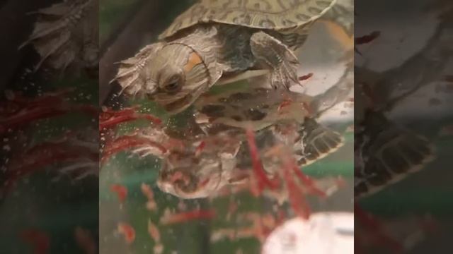 Красноухая черепаха кушает .