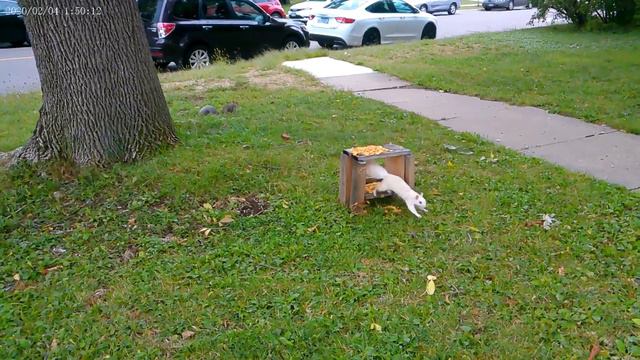 Белка Пищит на Белку смотреть онлайн