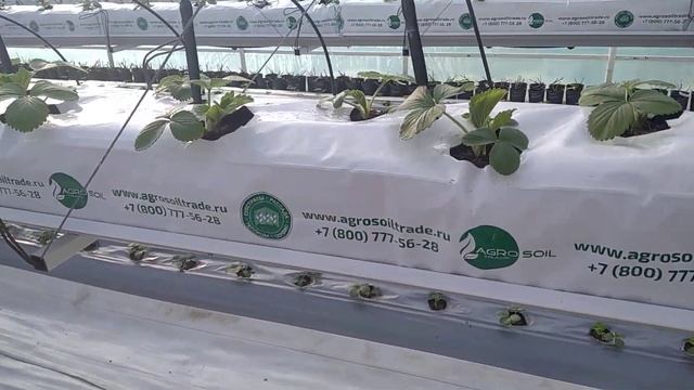 Кусты клубники Мурано, удалили цветоносы и старый лист, через месяц после посадки весной в теплице! смотреть онлайн