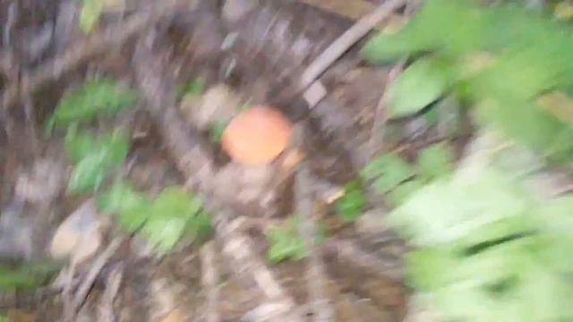 Поездка за грибами 2016 сентябрь смотреть онлайн