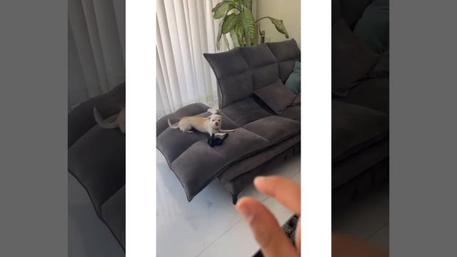 MREVIATAR TIKTOK COMPILATION CHIHUAHUA | Niki the angry chihuahua dog | #chihuahua #mreviatar смотреть онлайн