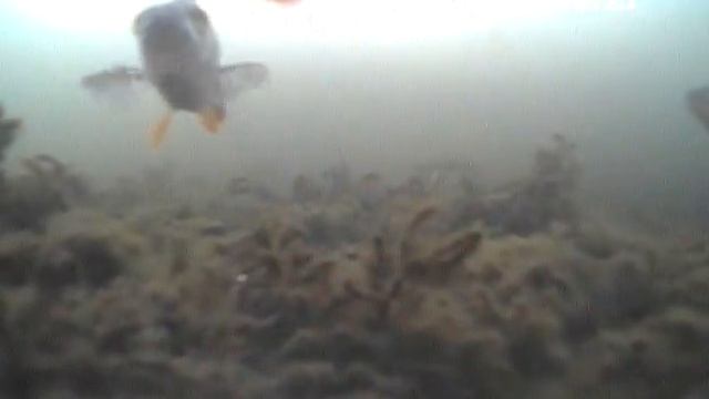 Aqua Vu тест приманки, зимняя рыбалка смотреть онлайн