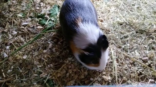 Стеллаж двухэтажный для морских свинок смотреть онлайн