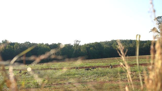 Goose Hunting South Carolina in the A Frame!!! (Early Goose Season Finale) смотреть онлайн