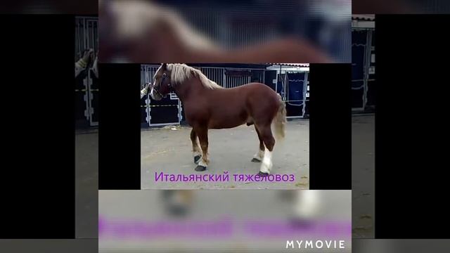 Породы лошадей.Более 210 пород лошадей. смотреть онлайн