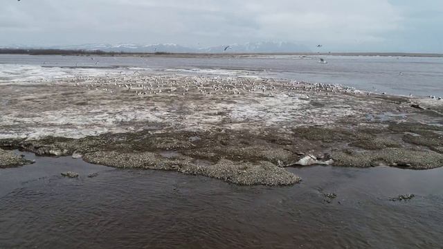 Магадан 26 05 Нюкля ЧАЙКИ 1 DJI 0152 смотреть онлайн