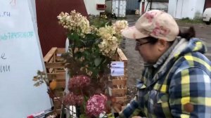 ЕЛЕНА МУМРИНА🇷🇺 О ЗИМОСТОЙКИХ ГОРТЕНЗИЯХ