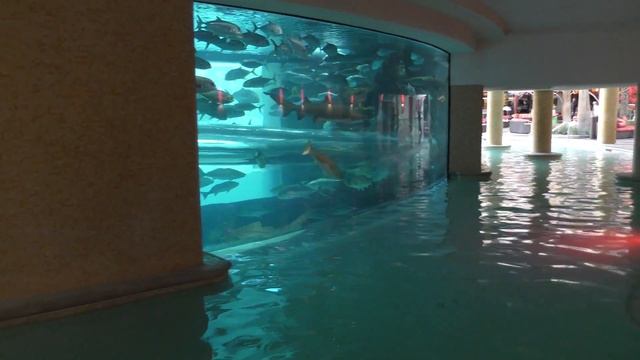 Shark Pool at the Golden Nugget Las Vegas смотреть онлайн