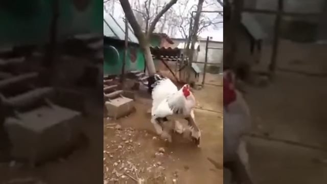 Самый большой петух в мире смотреть онлайн