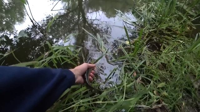 В ЭТОЙ МАЛЕНЬКОЙ РЕЧКЕ КЛЮЮТ КИЛОГРАММОВЫЕ РЫБИНЫ. Рыбалка на спиннинг. смотреть онлайн