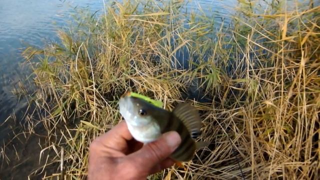 Берег левый , берег правый от Пал Палыча 30 10 21 смотреть онлайн