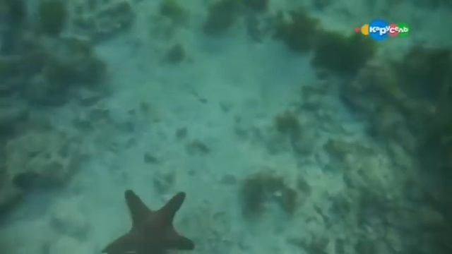 Морские звезды. В мире животных с Николаем Дроздовым смотреть онлайн