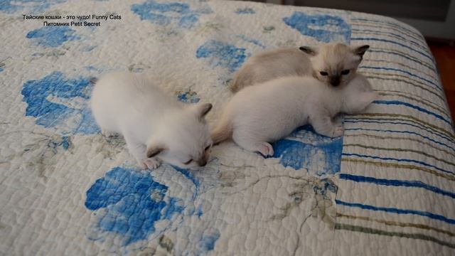 Трёхнедельные котята на кровати в первый раз вместе! Тайские кошки - это чудо! Funny Cats смотреть онлайн