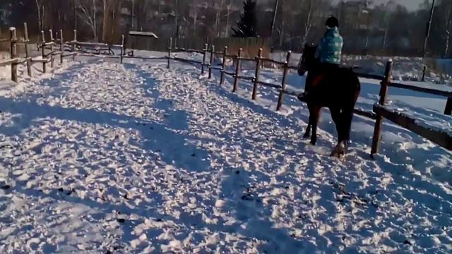 Рысь на лошади Сева.Манеж.собаки.зима.деревья.отряд самоубийц.забор.рысь шаг смотреть онлайн