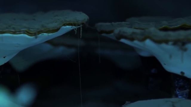 Ganoderma Lucidum History, Life and Benefits of the KING of HERBS смотреть онлайн