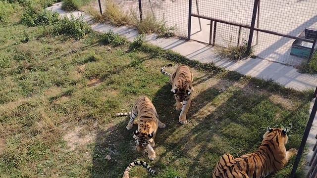 Тигры едят курицу смотреть онлайн