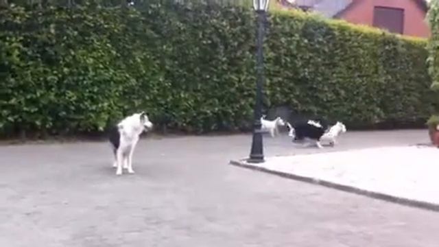 Sheltie Tibo and Westie Jody playing with a ball смотреть онлайн