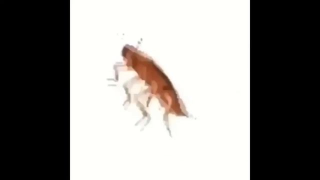 Top 5 Fish смотреть онлайн