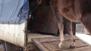 Погрузка лошади в коневоз "Газель".