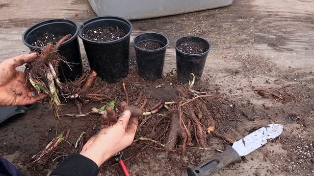 The Most Important Plant to Grow: Propagate Comfrey 4 Ways смотреть онлайн