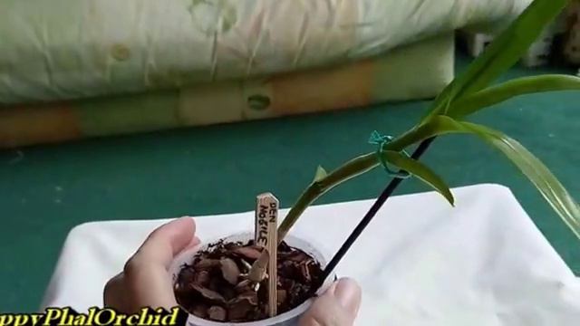 Dendrobium Nobile and Keiki's смотреть онлайн