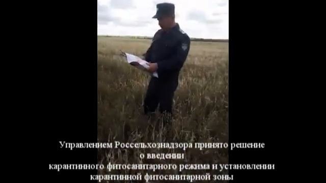 В Республике Башкортостан обнаружены очаги горчака ползучего смотреть онлайн