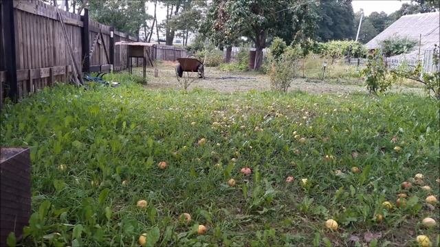 Вьетнамские поросята продажа (подворьеTV) смотреть онлайн