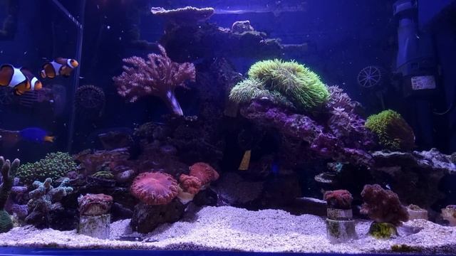 Как я кормлю кораллы в морском аквариуме