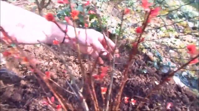 Jardinage : Comment Bouturer Un Arbustre Spiraea Japonica Hubert's Gold