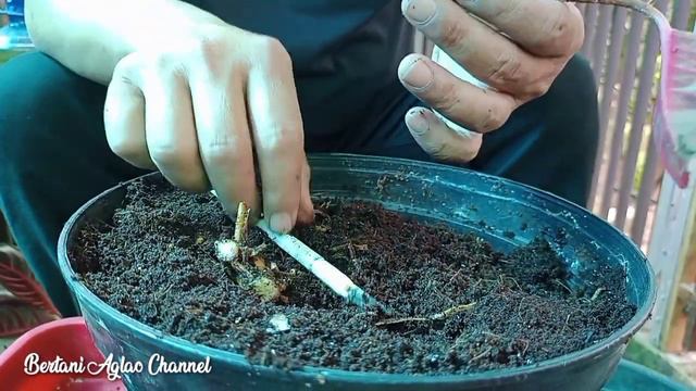 CARA MENGATASI AGLAONEMA SAKIT смотреть онлайн