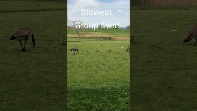 First World Golf Problems смотреть онлайн
