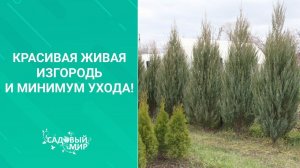 Красивая живая изгородь и минимум ухода!