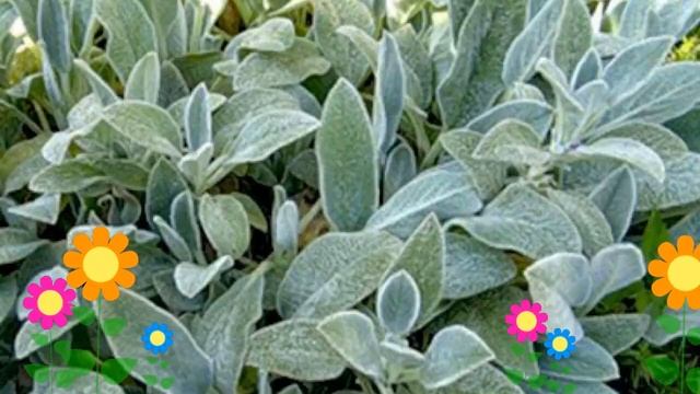 Чистец шерстистый. Краткий обзор: Чистец шерстистый описание характеристик, где купить саженцы смотреть онлайн