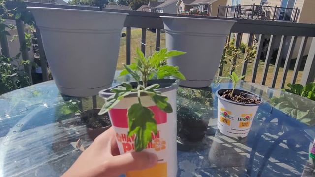 Tomato Fertilizer Experiment (Bloom Booster vs. Balanced) Pt.1 [Adv.12] смотреть онлайн