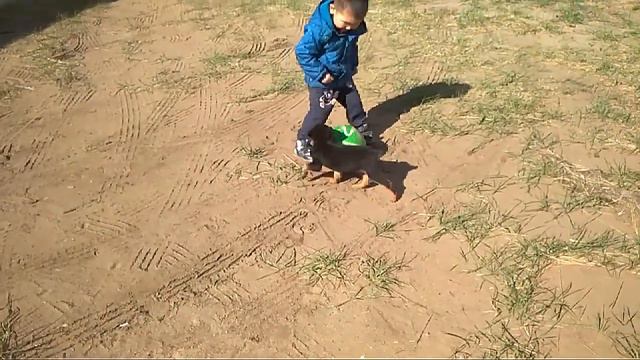 Ротвейлер играет с детьми смотреть онлайн